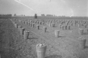 Baskets of Onions