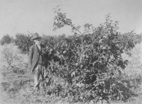 Clayson with his Fruit Trees